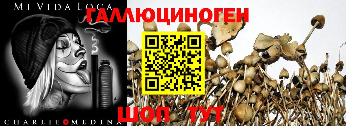 Псилоцибиновые грибы мухоморы Минеральные Воды